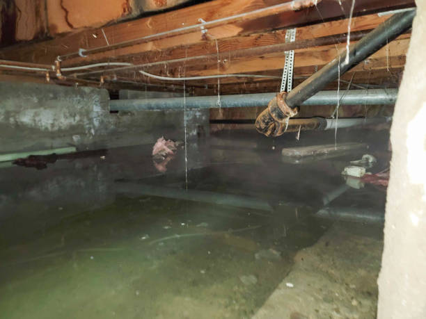 Best Flood damage cleanup  in Ofallon, MO