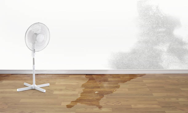 Best Mold removal after water damage  in Ofallon, MO
