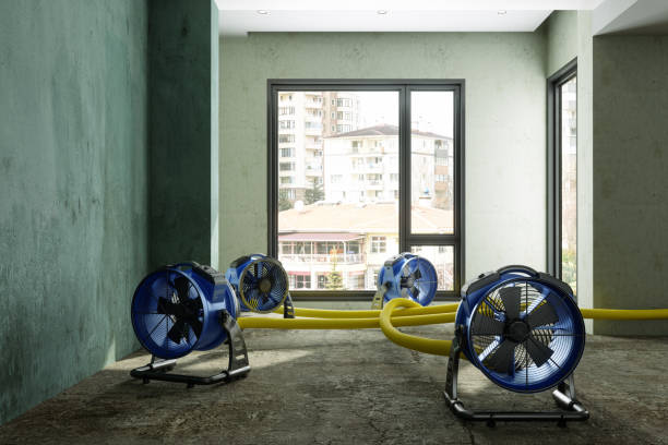 Best Water damage contractors near me  in Ofallon, MO